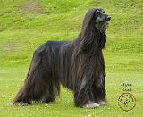 Afghan Hound 9R071D-011